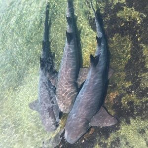 Meet your Posher, George